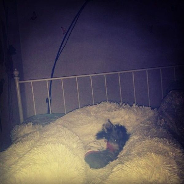 Zivert ( )  -  /  - 676