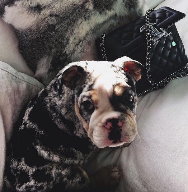   (Kylie Jenner) -  (     ) /  - 211