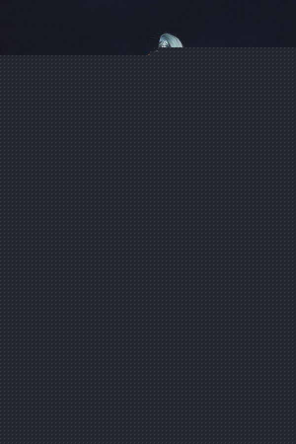 Rita Ora Photo (  )   /  - 113