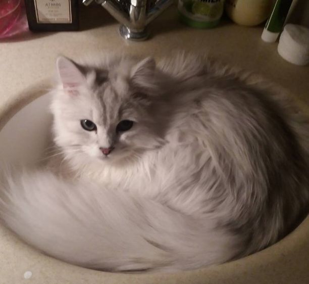    (Anastasiya Volochkova Photo)   /  - 138